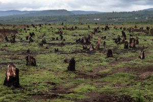 Surface forestière de la Côte d'Ivoire de 1990 à 2020