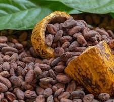 Production de la fève de cacao en Côte d'Ivoire de 1960 à 2024